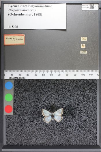 Media type: image;   Entomology 55348